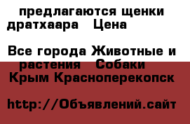 предлагаются щенки дратхаара › Цена ­ 20 000 - Все города Животные и растения » Собаки   . Крым,Красноперекопск